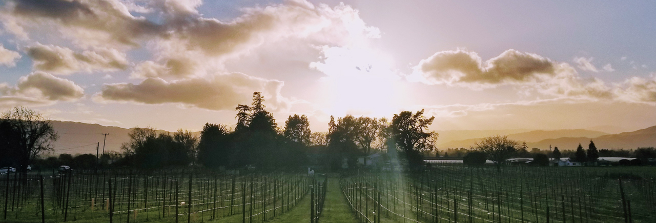 About Us Banner - vineyard