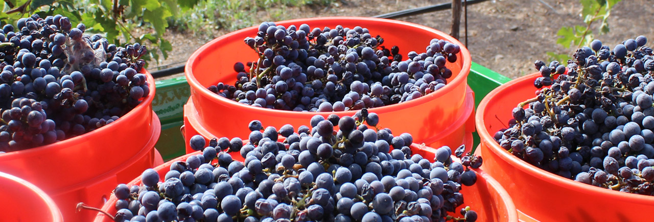 Grapes being collected