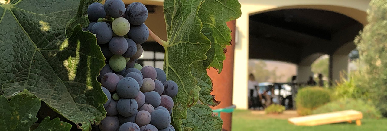 Visit Verde Vineyards