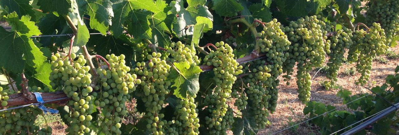 Outdoor view at Verde